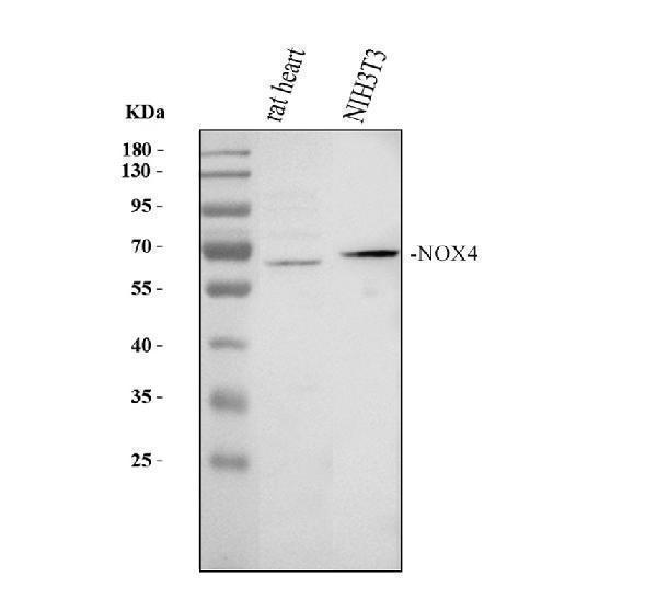 Western blot analysis of NOX4 using anti-NOX4 antibody (PA1929)