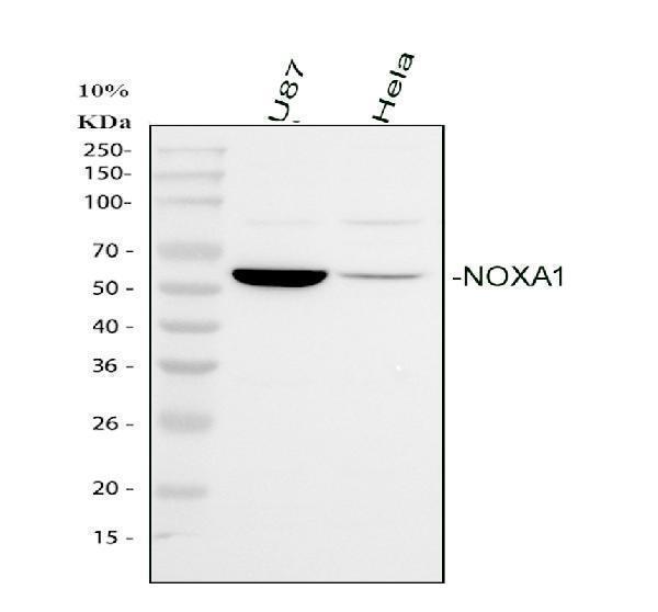 pa1930 noxa1 primary antibodies wb testing 1