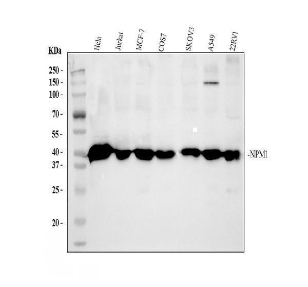 pa1931 nucleophosmin primary antibodies wb testing 1