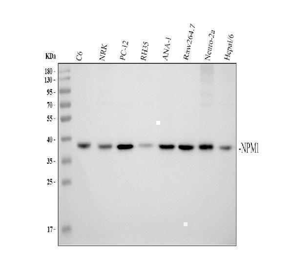 pa1931 nucleophosmin primary antibodies wb testing 2