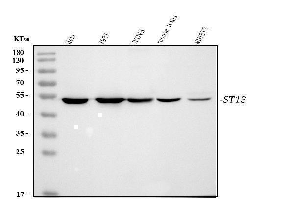 pa1935 st13 primary antibodies wb testing 1