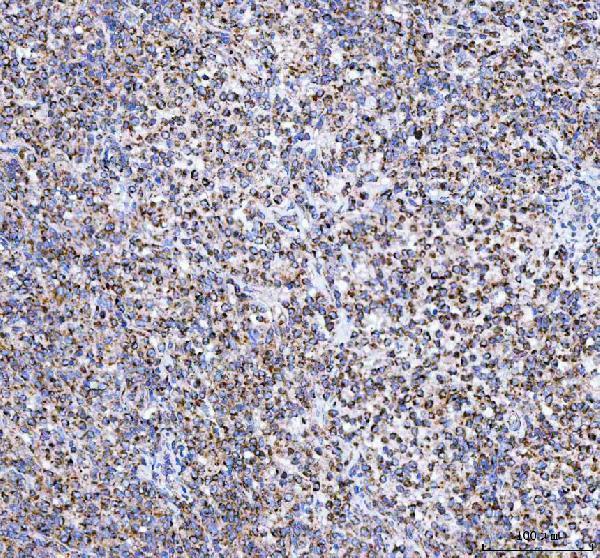 pa1936 mttfa primary antibodies ihc testing 3