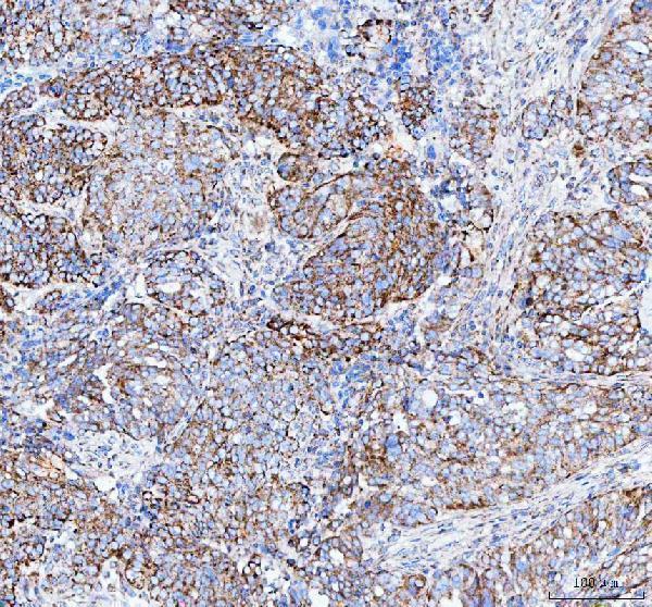pa1936 mttfa primary antibodies ihc testing 4