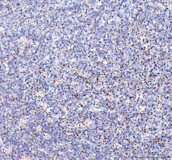 pa1936 mttfa primary antibodies ihc testing 5