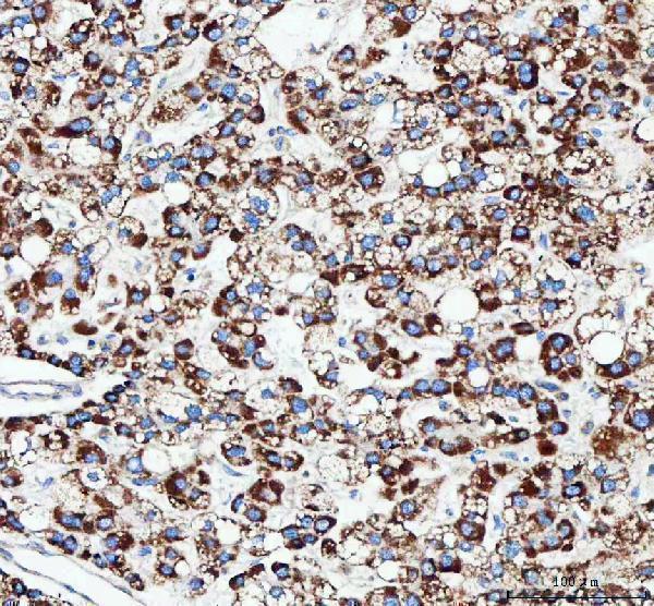 pa1936 mttfa primary antibodies ihc testing 6