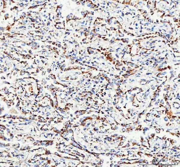 pa1936 mttfa primary antibodies ihc testing 7
