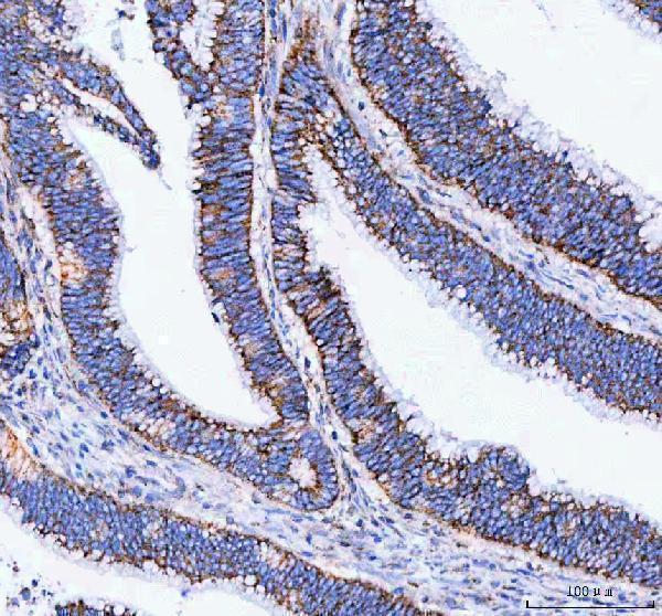 pa1936 mttfa primary antibodies ihc testing 8