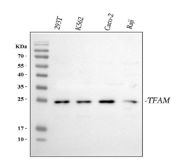 pa1936 mttfa primary antibodies wb testing 1