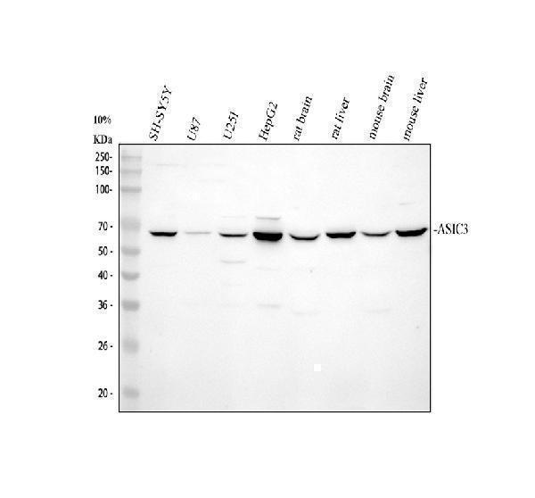 pa1938 asic3 primary antibodies wb testing 1_1