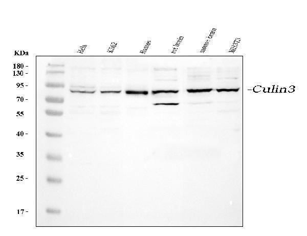 pa1939 cul3 primary antibodies wb testing 1