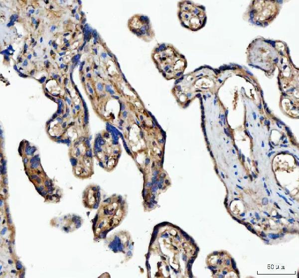  IHC analysis of MFGE8 using anti-MFGE8 antibody (PA1945)
