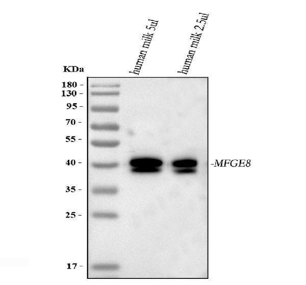  Western blot analysis of MFGE8 using anti-MFGE8 antibody (PA1945)