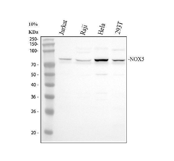 pa1947 nox5 primary antibodies wb testing 1