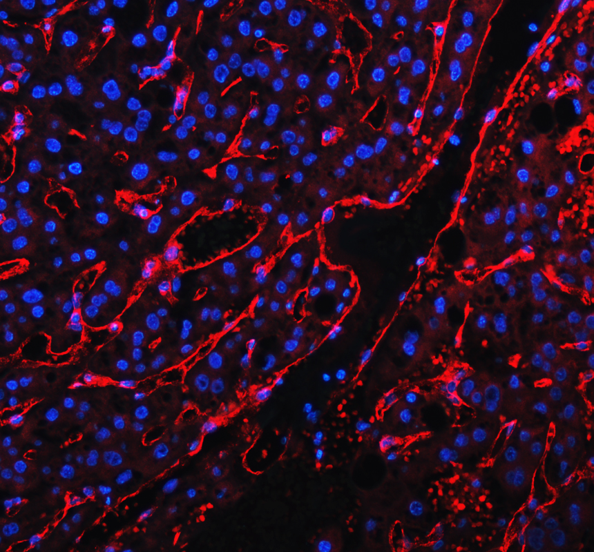 pa1950 1 cd31 primary antibodies if testing 1