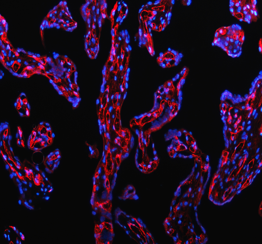 pa1950 1 cd31 primary antibodies if testing 2