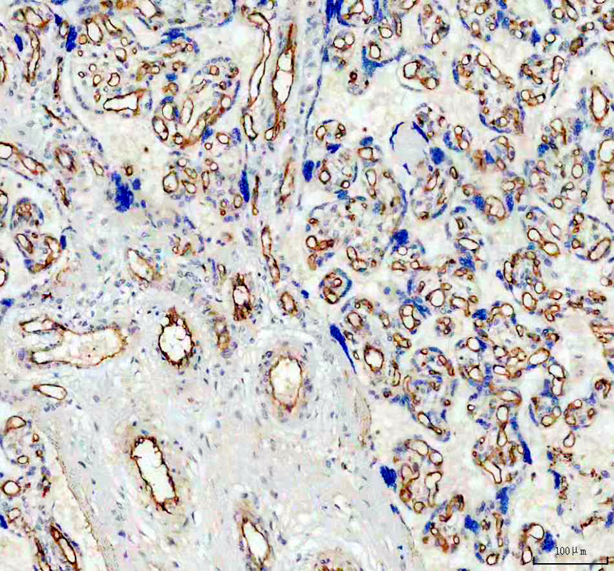 pa1950 1 cd31 primary antibodies ihc testing 2