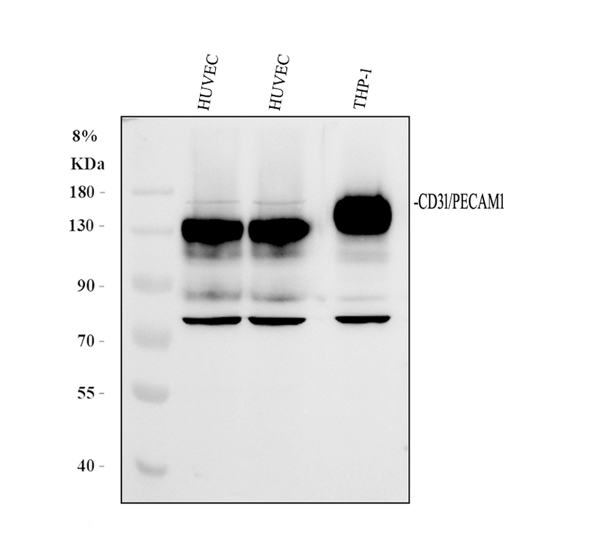 Western blot analysis of PECAM1/CD31 using anti-PECAM1/CD31 antibody (PA1950-1)