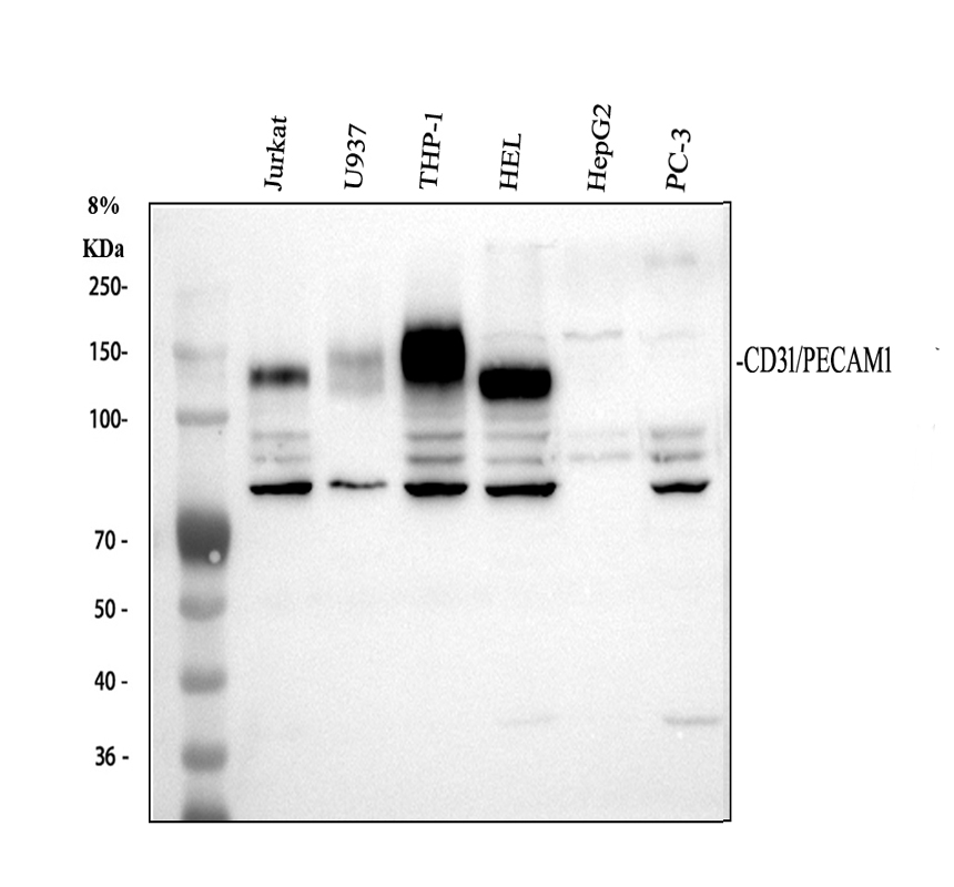 Western blot analysis of PECAM1/CD31 using anti-PECAM1/CD31 antibody (PA1950-1)