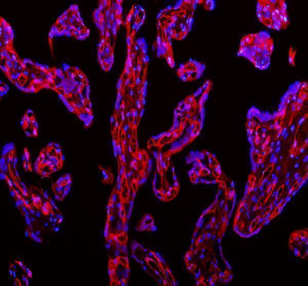 pa1950 1 pecam1 primary antibodies if testing 7