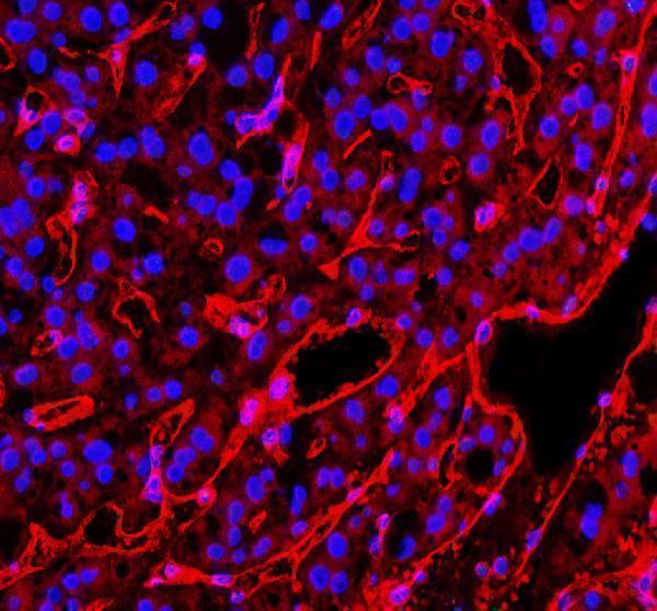 pa1950 1 pecam1 primary antibodies if testing 8