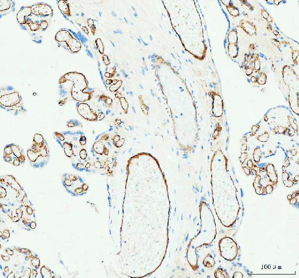 pa1950 1 pecam1 primary antibodies ihc testing 5