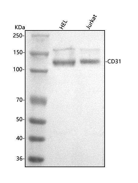  Western blot analysis of CD31/PECAM1 using anti-CD31/PECAM1 antibody (PA1950-1)