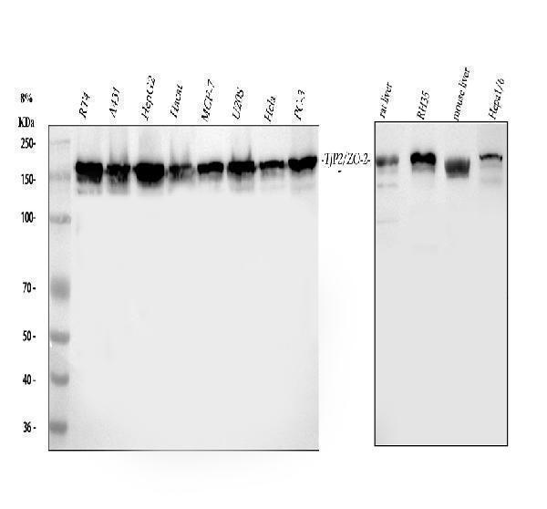 pa1957 tjp2 primary antibodies wb testing 1