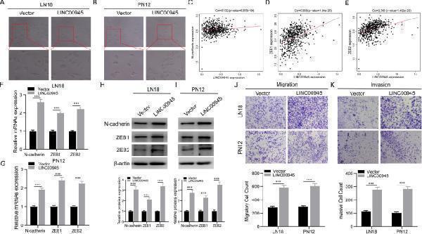 pa1959 40246_2023_480_fig10_html