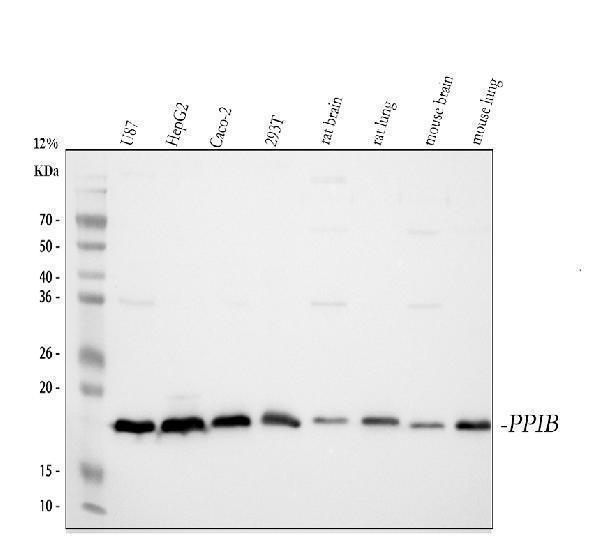 pa1959 ppib primary antibodies wb testing 1