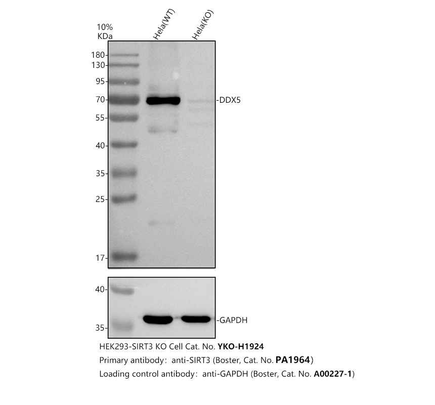 pa1964 ddx5 primary antibodies wb testing 2