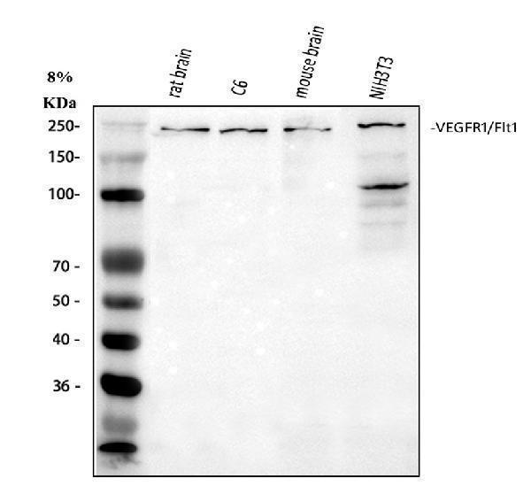  Western blot analysis of FLT1 using anti-FLT1 antibody (PA1966-1)