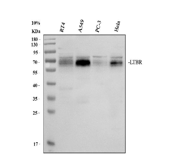 pa1968 ltbr primary antibodies wb testing 1