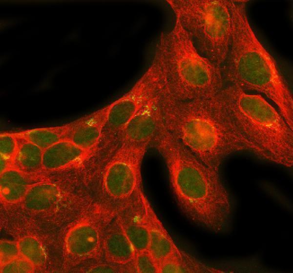 pa1969 nrg1 primary antibodies if testing 3