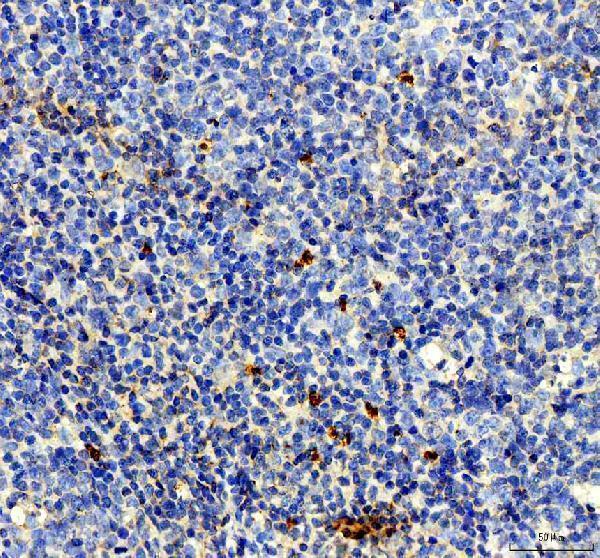 pa1969 nrg1 primary antibodies ihc testing 2