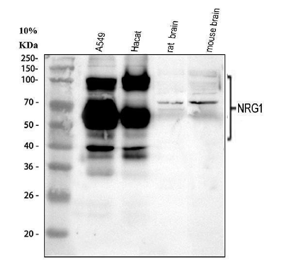 pa1969 nrg1 primary antibodies wb testing 1