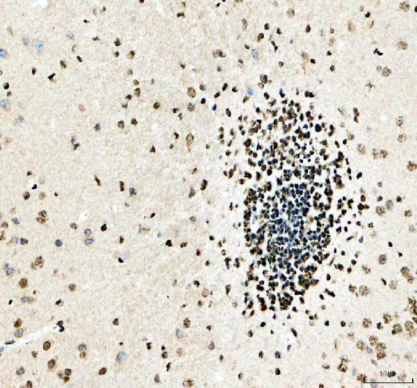 pa1970 prkdc primary antibodies ihc testing 4