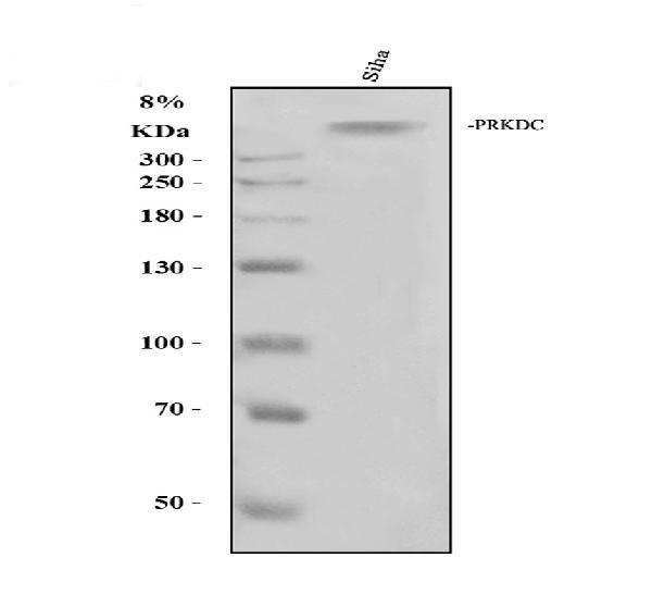 pa1970 prkdc primary antibodies wb testing 1_1