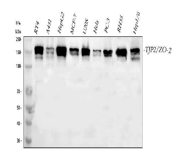 pa1971 tjp2 primary antibodies wb testing 1_1