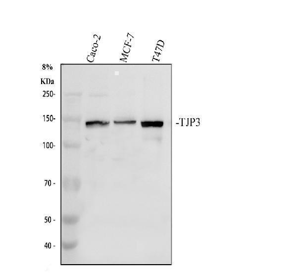 pa1972 tjp3 primary antibodies wb testing 1