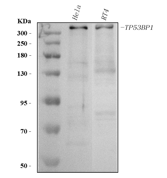 pa1976 tp53bp1 primary antibodies wb testing 1