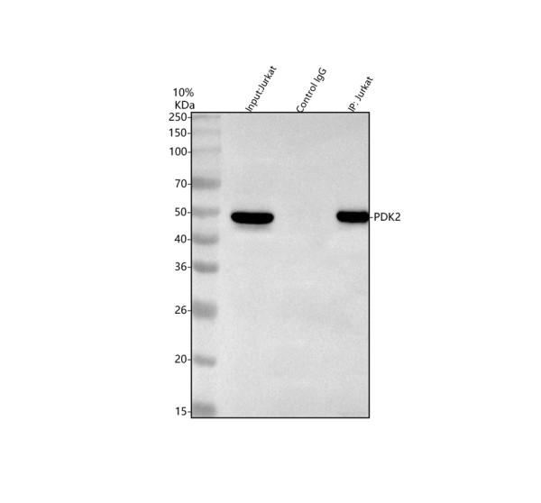 pa1994 pdk2 primary antibodies ip testing 1_1