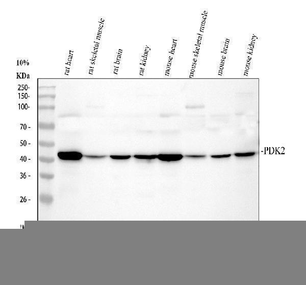 pa1994 pdk2 primary antibodies wb testing 1