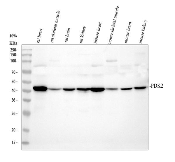 pa1994 pdk2 primary antibodies wb testing 1_1