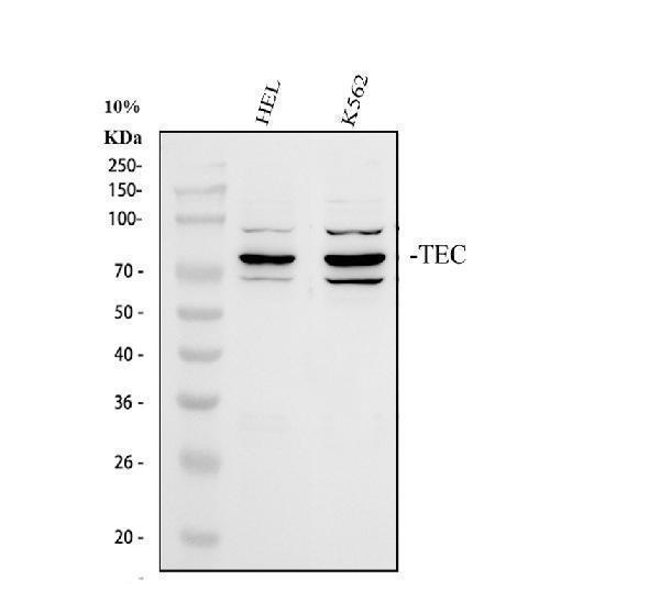 pa2000 tec primary antibodies wb testing 1_1