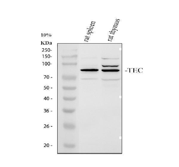 pa2000 tec primary antibodies wb testing 2