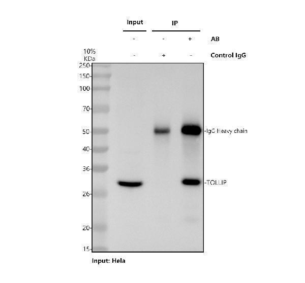 pa2005 tollip primary antibodies ip testing 1