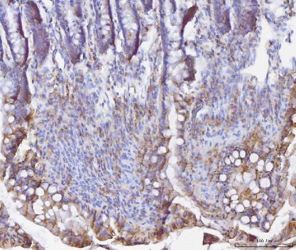 pa2015 bid primary antibodies ihc testing 3