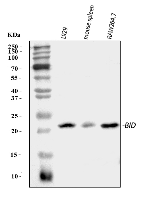 Western blot analysis of Bid using anti-Bid antibody (PA2015)