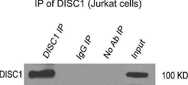pa2023 disc1 primary antibodies wb testing 2