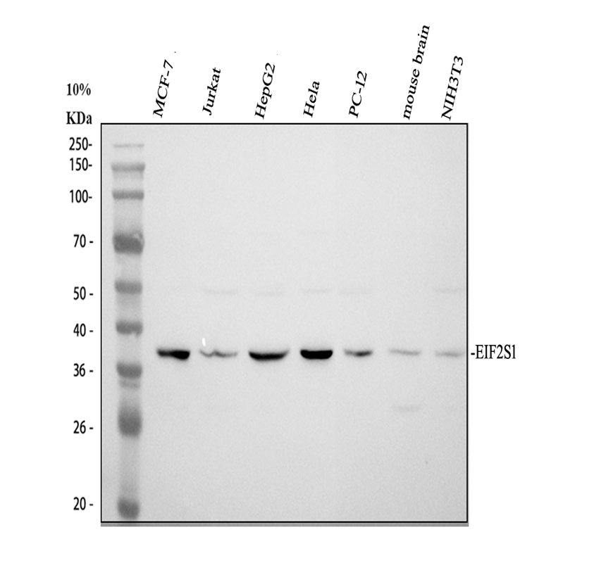 pa2029 eif2s1 primary antibodies wb testing 1